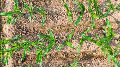 Drone perspective over a thriving maize field, revealing geometric row formations, healthy foliage, and large-scale rural farming scenery.
