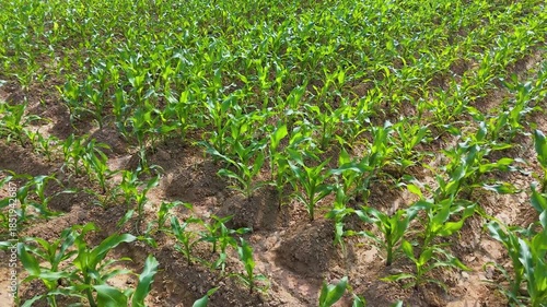 Cinematic drone view of maize plants growing in parallel rows, representing food production, modern agriculture, and rural sustainability.