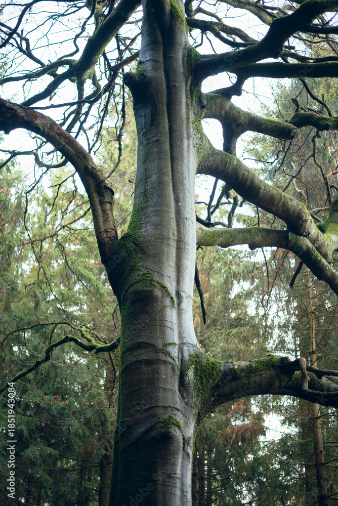 Fototapeta premium big old tree in the forest