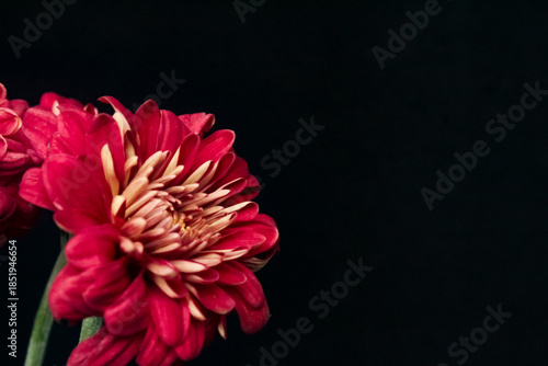 red chrysanthemums flowers isolated on black background, with negative space