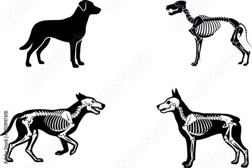 Dog Skeleton and Silhouette Vector Set: Canine Anatomy Illustrations