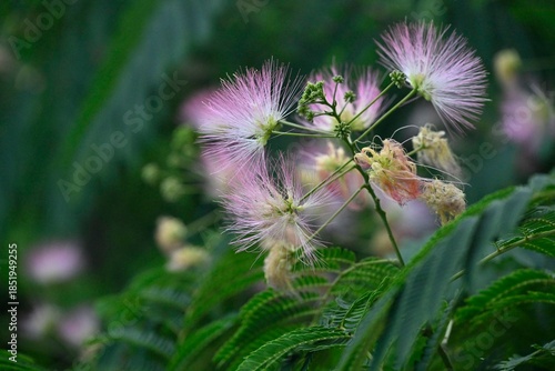 Schlafbaum/Seidenbaum-1