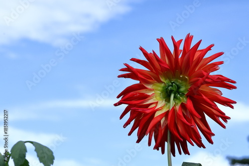 色鮮やかな大輪