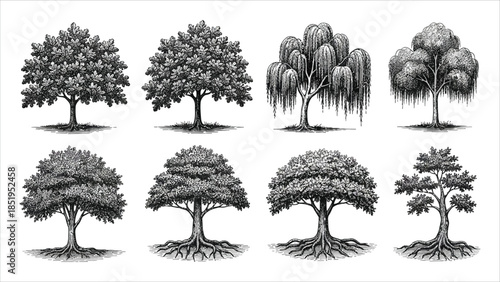 Vector Illustration Set of Various Tree Silhouettes: Coniferous and Deciduous Trees with Visible Roots for Landscape Design, Nature Backgrounds, and Graphic Projects
