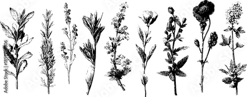 Vintage botanical medicinal herbs set engraving