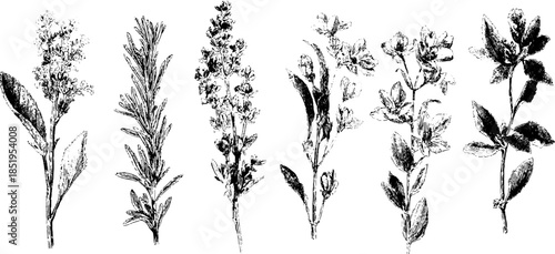 Vintage botanical illustration of medicinal herbs collection for natural healing and herbal studies