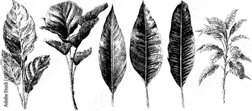 Vintage tropical leaves engraving - hand-drawn botanical illustration set for design