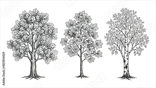Vector Set of Hand Drawn Tree Illustrations: Detailed Outlines of Various Deciduous and Coniferous Trees for Landscape Design and Graphic Projects
