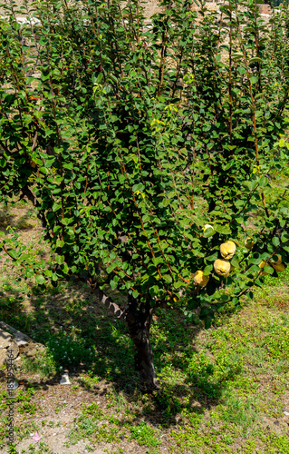 Close up of Quince-tree (Cydonia oblonga)
