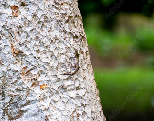 Close up of Italian wall lizard (Podarcis sicula)
