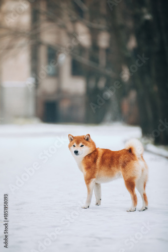Shiba Inu in the snow