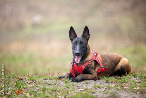 Malinois puppy in a red harness