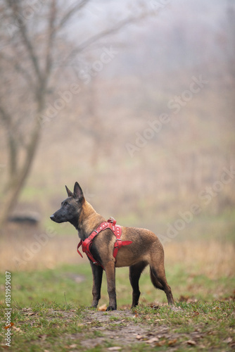 Malinois puppy in a red harness