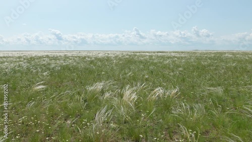 Wallpaper Mural Feather grass steppe. Great steppe landscape Torontodigital.ca