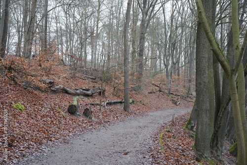 Winterlicher Fußweg durch kahle Bäume im Grunewald am  Schlachtensee in Berlin an einem grauen, bewölkten Tag