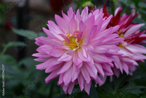 色鮮やかな大輪