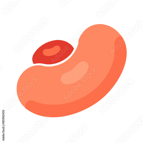 Single human kidney illustration, anatomical organ, on white background