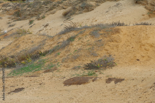 Sand dunes on the coast of the Atlantic Ocean in Portugal.