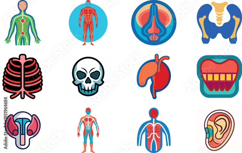 Human Anatomy and Muscular System Icon Set Including Muscles, Bones, Joints, Hands, Feet, Body Parts and Medical Anatomy Symbols – Flat Healthcare, Fitness and Medical Illustration Collection