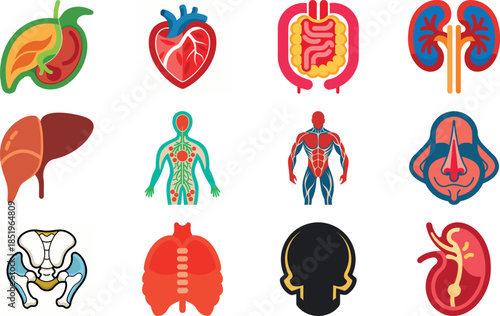 Human Anatomy and Muscular System Icon Set Including Muscles, Bones, Joints, Hands, Feet, Body Parts and Medical Anatomy Symbols – Flat Healthcare, Fitness and Medical Illustration Collection