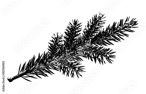 Realistic black spruce fir branch with dense needles and subtle shading isolated on white detailed conifer twig illustration perfect for Christmas winter design forest logo natural pattern packaging p