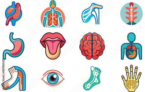 Human Anatomy and Muscular System Icon Set Including Muscles, Bones, Joints, Hands, Feet, Body Parts and Medical Anatomy Symbols – Flat Healthcare, Fitness and Medical Illustration Collection