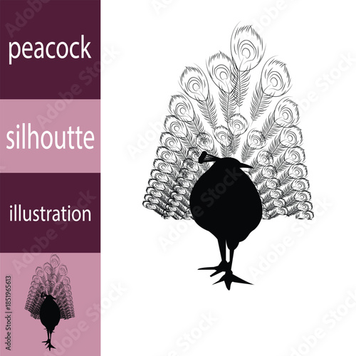 Peacock with wings. Black and white illustration isolated on WHITE BACKGROUND