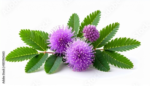 Vibrant purple mimosa pudica flowers with green leaves on white