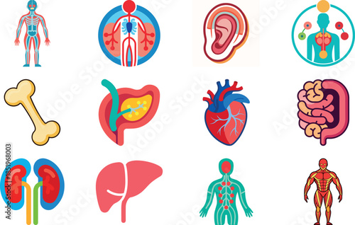 Human Anatomy and Muscular System Icon Set Including Muscles, Bones, Joints, Hands, Feet, Body Parts and Medical Anatomy Symbols – Flat Healthcare, Fitness and Medical Illustration Collection