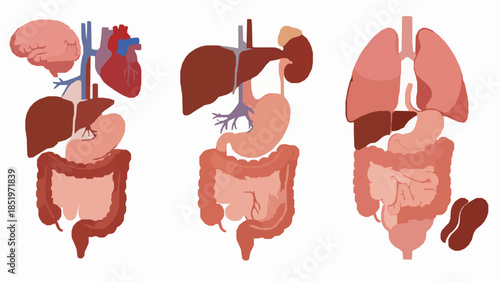 Human organ systems illustrated in detailed medical graphics