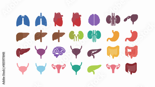 Colorful human organ icons for medical education and health concepts