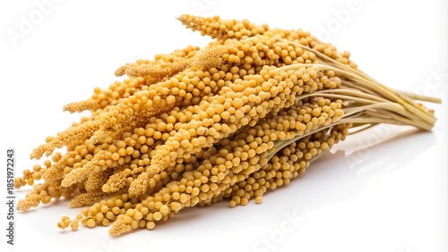 A close-up shot of ripe millet stalks against a white background isolated on white background