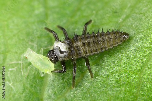 A ladybug larva devouring a green aphid. Natural enemies of plant pests. A biological method of protecting plants against pests.