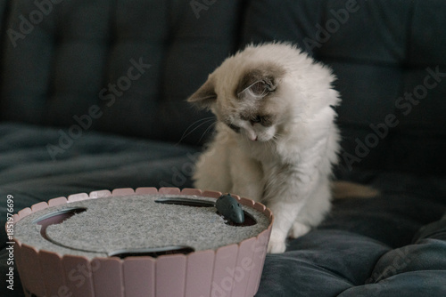 Fluffy blue-eyed ragdoll kitten playing with a cat toy on a dark sofa