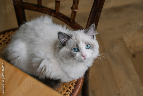 Fluffy ragdoll cat sitting on a wooden chair in a warm cozy interior