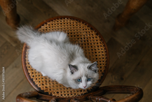 Top view of a fluffy ragdoll cat resting on a wicker chair in warm indoor light