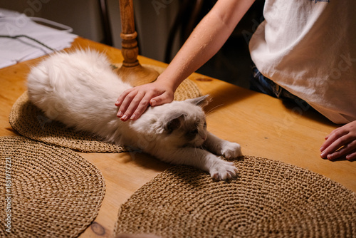 Hands gently petting a fluffy ragdoll cat lying on a wooden table under warm lamp light