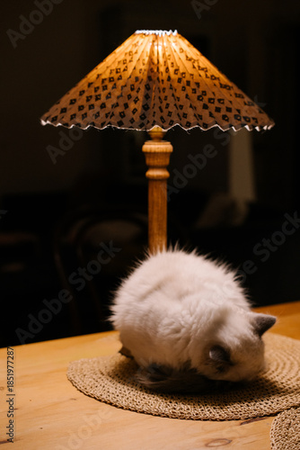 Fluffy ragdoll cat sleeping under a warm table lamp in a dark cozy interior