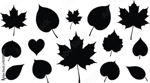 Autumn leaf silhouette collection, black botanical shapes, maple and heart leaves, nature icons set, isolated vector illustration