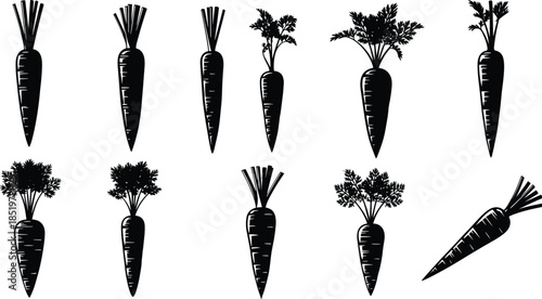 Carrot silhouettes collection showing fresh organic root vegetables healthy food farm produce isolated on white background vector illustration set design