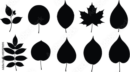 Leaf silhouette collection, black botanical foliage icons set, natural plant shapes, forest garden elements, cad drawing flat vector illustration