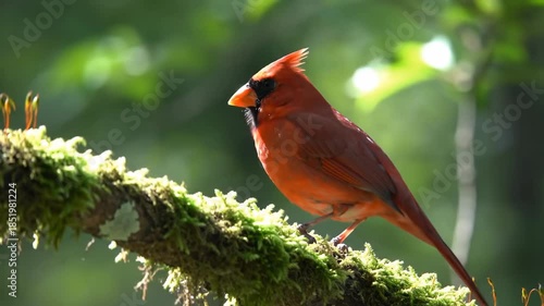 Wallpaper Mural Majestic Red Cardinal Bird Perched on Mossy Branch Torontodigital.ca