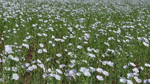Wallpaper Mural Blooming flax field closeup. Selective focus Torontodigital.ca