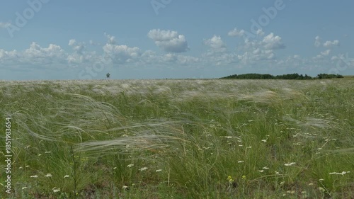 Wallpaper Mural Feather grass steppe slow motion. Great steppe Torontodigital.ca
