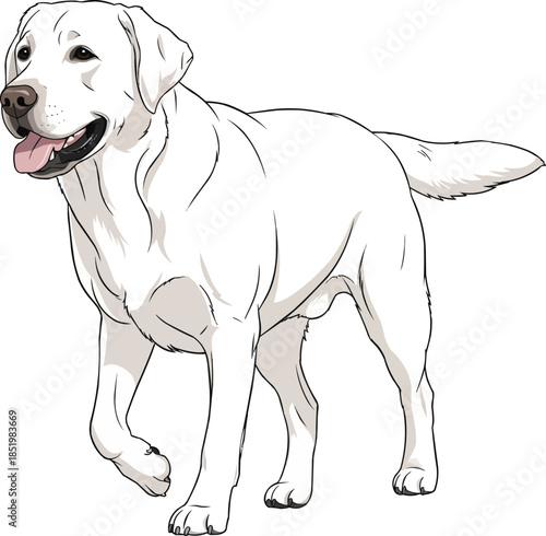 white Labrador Retriever dog walking relaxed movement