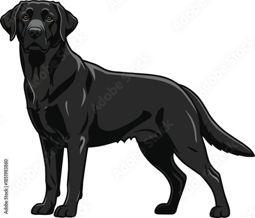 Black Labrador Retriever dog standing side profile facing front