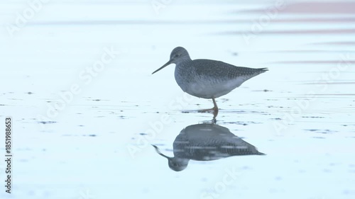 Greater yellowlegs (Tringa melanoleuca) wading in the shallows at Eagle Lake in Lassen County California, foraging at dawn.