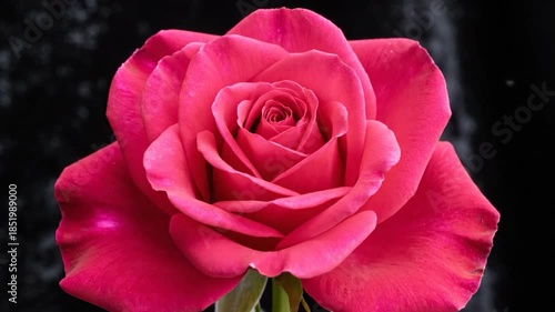 Vibrant fuchsia rose in full bloom, petals unfurling against a dark, blurred background