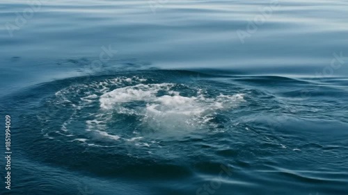 Graceful Dolphin Swimming in Blue Ocean Water, Creating Splashing Wake