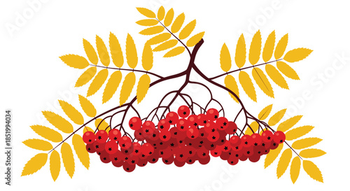 Beautiful illustration of a rowan branch with a cluster of ripe red berries and golden yellow autumn leaves on a white background.